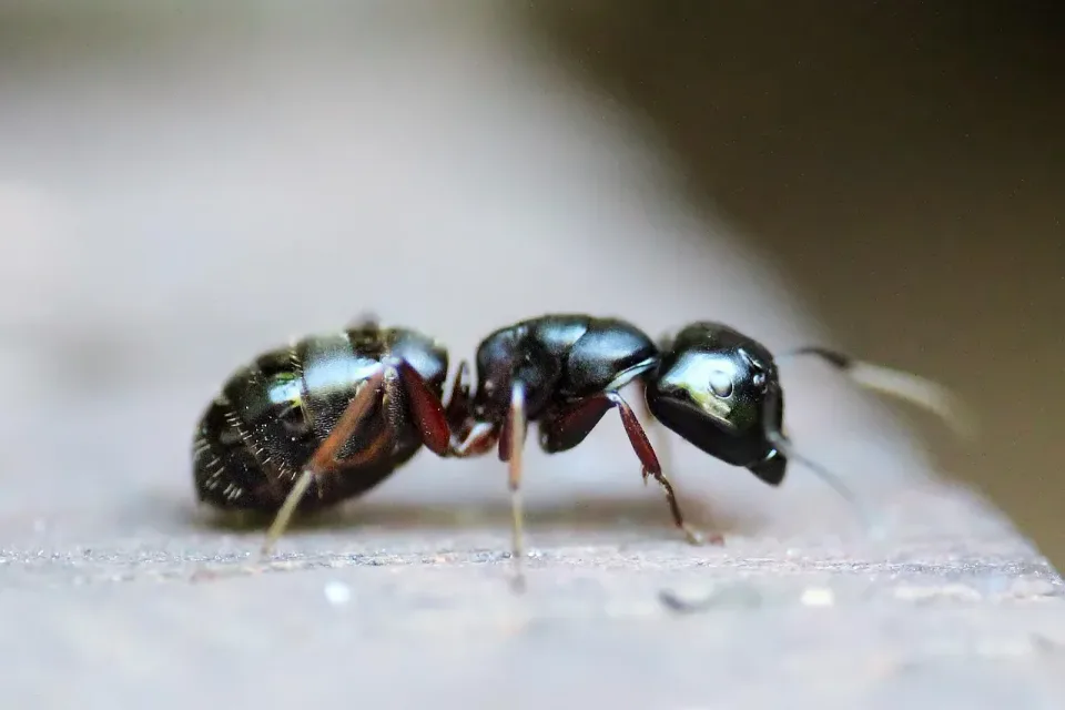 Ant — Pest Control — Ant, Head, Thorax, Pest Control, Pest Control