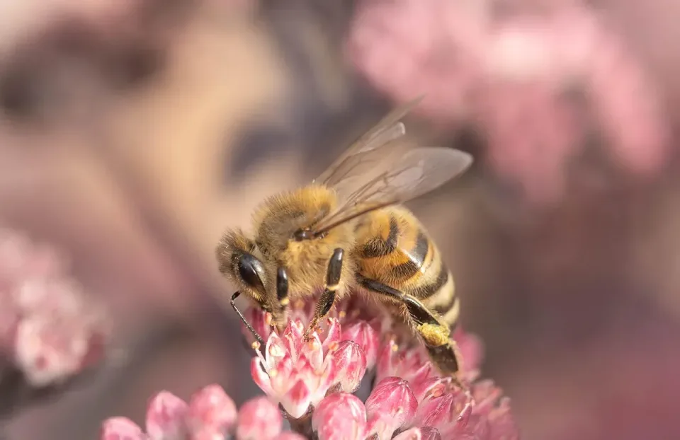 Honey Bee — Nature — Honey Bee, Flower Petals, Pollen, Nature, Pest Control