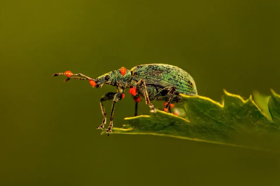 Weevil — Pest Control — Weevil, Beetle, Leaf, Pest Control, Pest Control